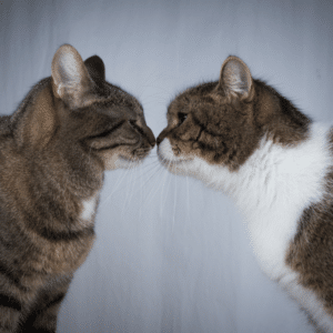 cat staring