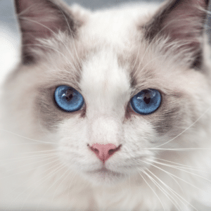 why do cats stare at you
