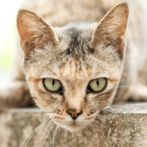 stare cat