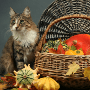thanksgiving cat