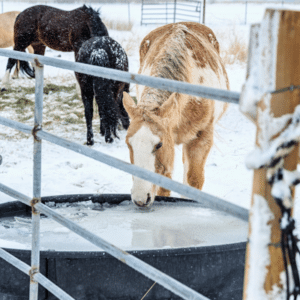 horse drinking water