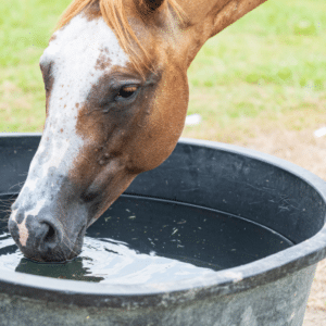 digestive system in a horse