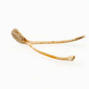 what not to feed your cat on thanksgiving