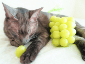 can cats eat green grapes