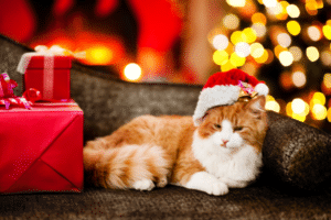 cat christmas