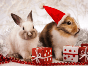 christmas rabbit