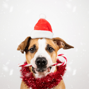 is peppermint oil safe for dogs