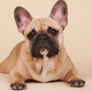 dog skin infection pictures