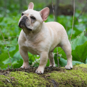 dog shampoo for allergies