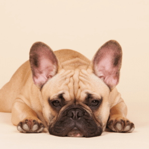 can dogs get headaches