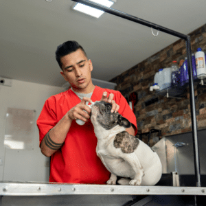 how long do french bulldogs live