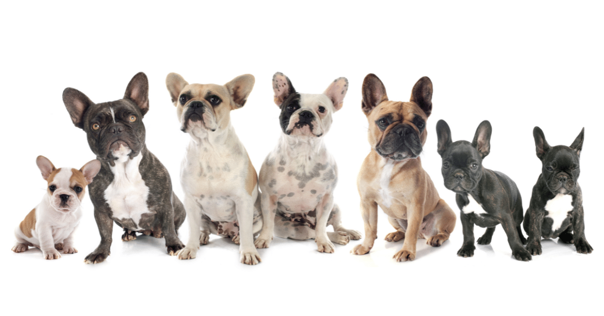 french bulldog pup
