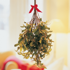 christmas mistletoe