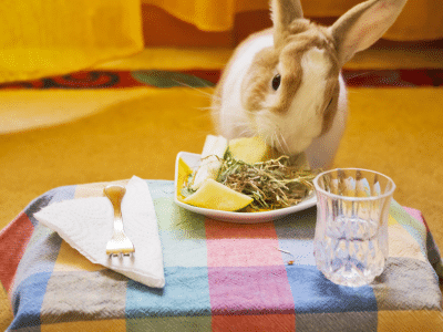 rabbit feed