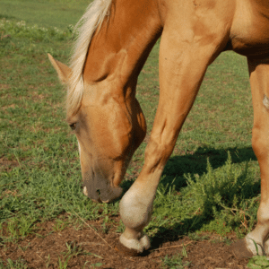 digestive system in horse