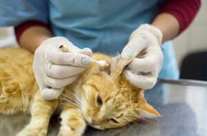 ear edge dermatitis in cats home remedy