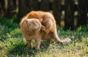 cat crusty ear edges