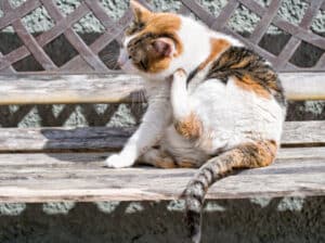 ear edge dermatitis in cats home remedy