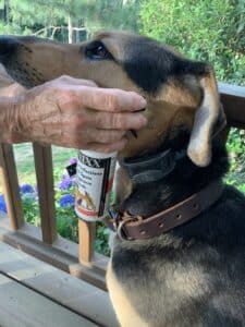 dog ear infection treatment