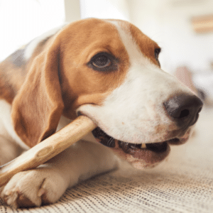 high calcium levels dogs