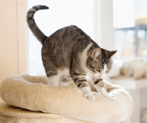 what does it mean when a cat kneads