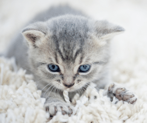 cats kneading
