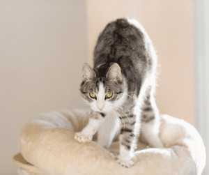 kneading cat