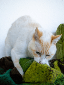 cat kneading blanket