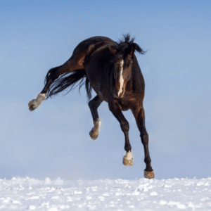 do horses get cold