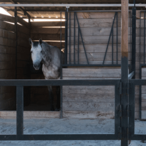 how cold can horses tolerate