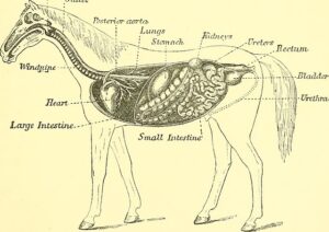 horse digestive system