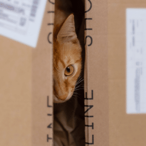 why do cats like boxes so much