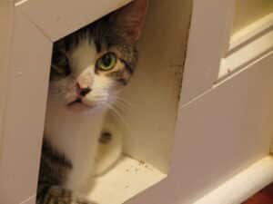 why do cats like boxes