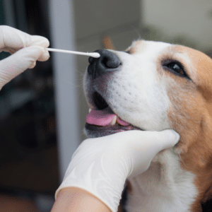canine influenza