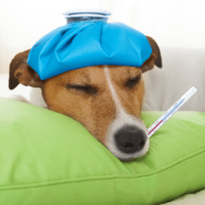 dog flu symptoms