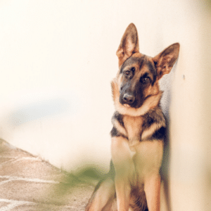 does dogs get headaches