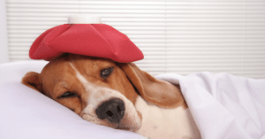 do dogs get headaches