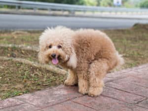 giardia symptoms in dogs