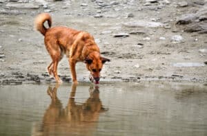 what is giardia in dogs