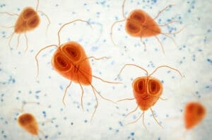 protozoa giardia in dogs