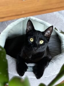 polydactyl cat