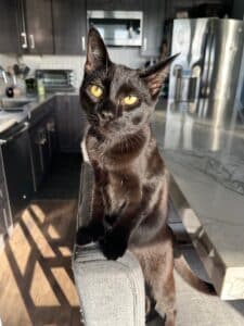 polydactyl cat
