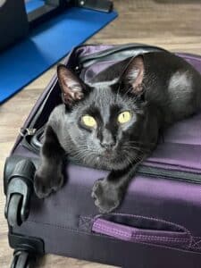 what is a polydactyl cat