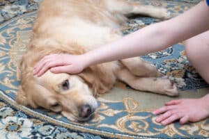 treatment for giardia in dogs