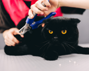 how to trim cat claws