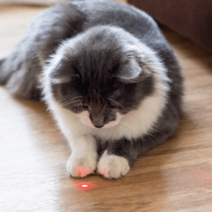 cats and laser pointers