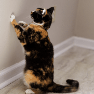 cats with laser pointers