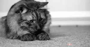 are laser pointers bad for cats