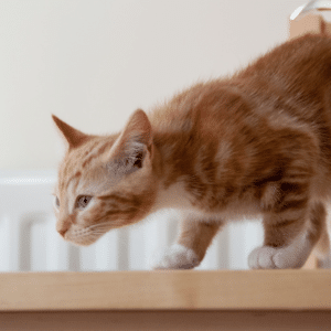 cat pouncing
