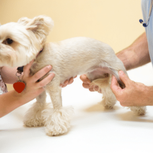 dog joint supplement